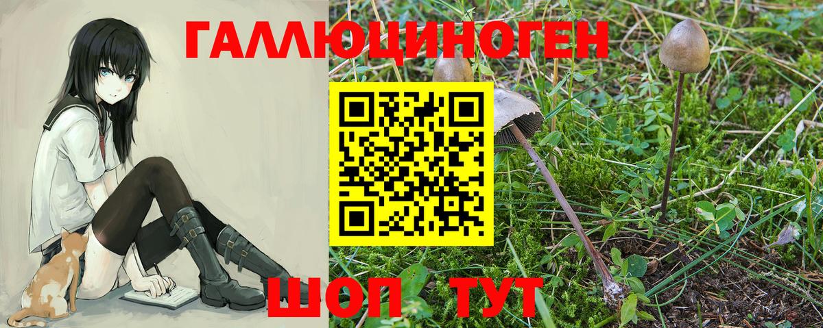 Тверь  Псилоцибиновые грибы GOLDEN TEACHER  Вход с VPN 